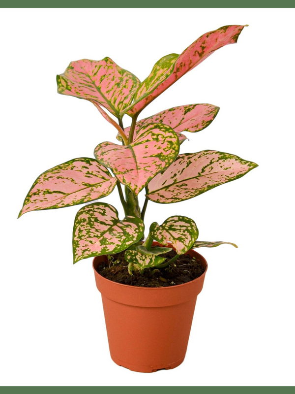 The Lady Valentine - Indoor Plant