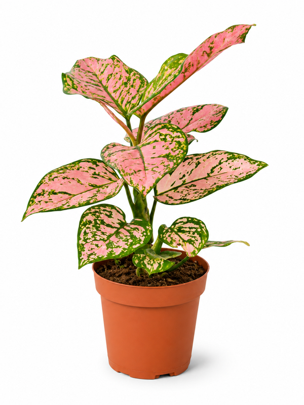 The Lady Valentine - Indoor Plant