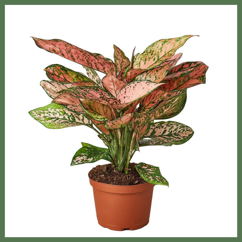 The Lady Valentine - Indoor Plant