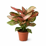 The Lady Valentine - Indoor Plant