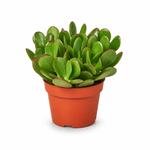 Crassula Jade Succulent - Indoor Plant