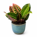 Croton Petra - Indoor Plant in Planter
