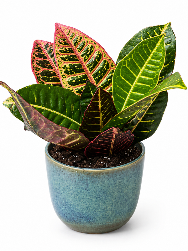 Croton Petra - Indoor Plant in Planter