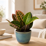 Plant subscription 4
