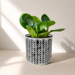 Green Goddess - Indoor Plant