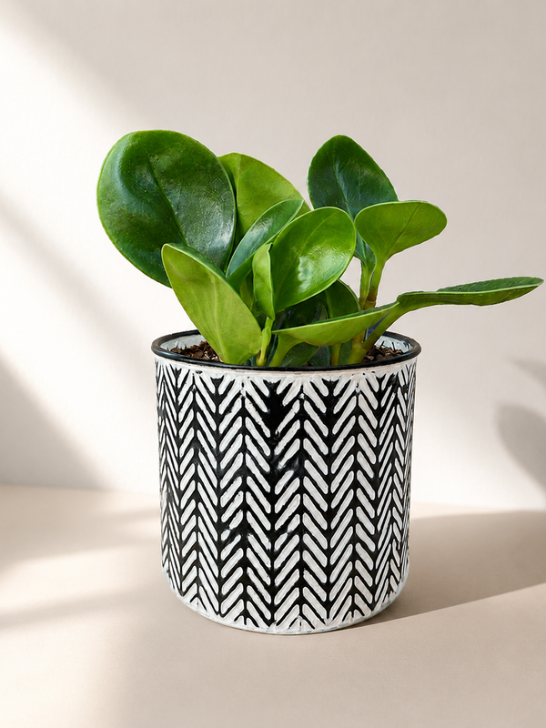 Green Goddess - Indoor Plant