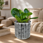 Green Goddess - Indoor Plant