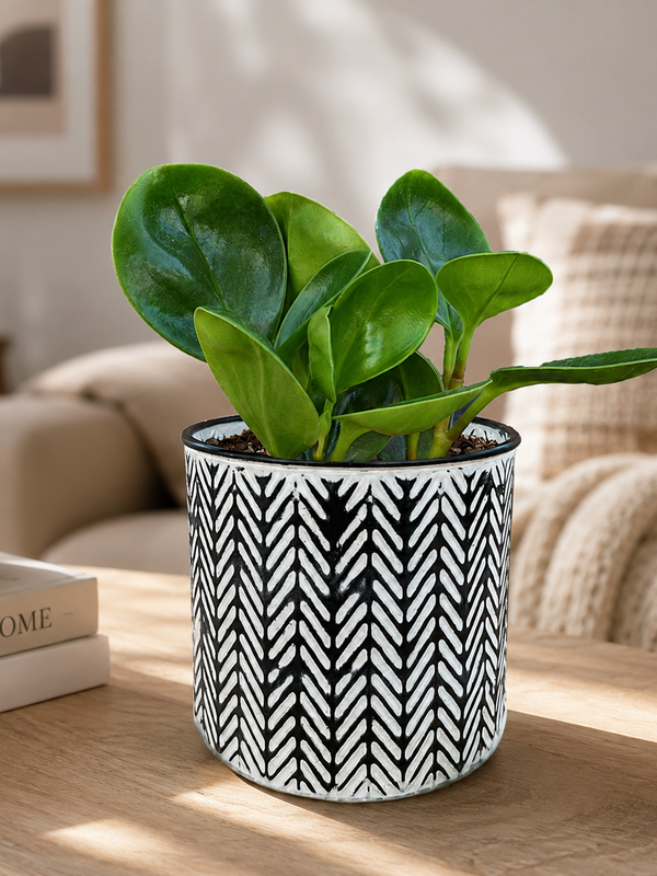 Green Goddess - Indoor Plant
