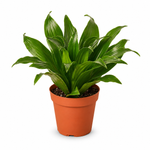 The Jessie - Indoor Plant
