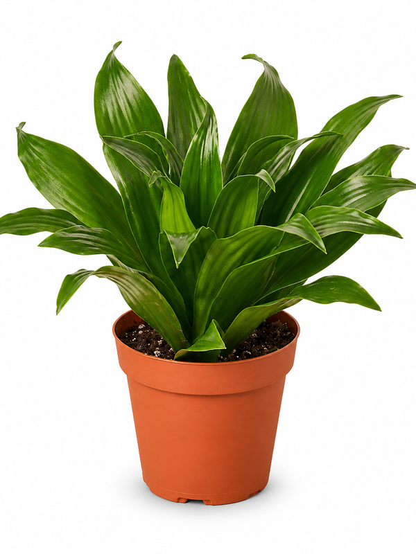 The Jessie - Indoor Plant