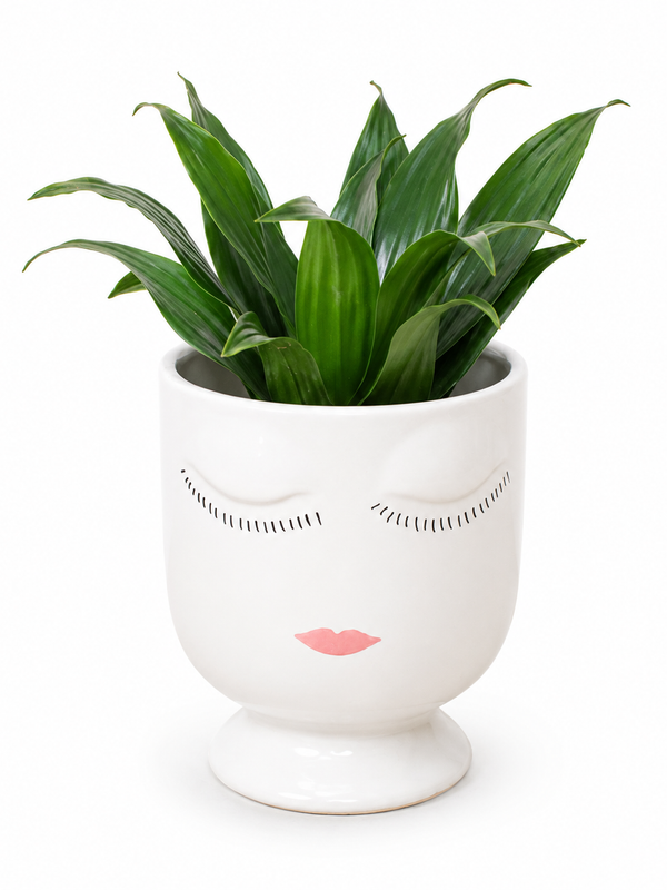 The Face Planter - Indoor Plant