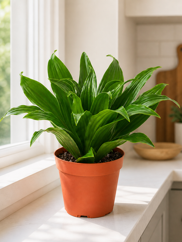 The Jessie - Indoor Plant
