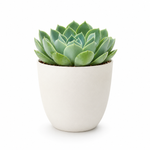 The Alexandra - Indoor Plant