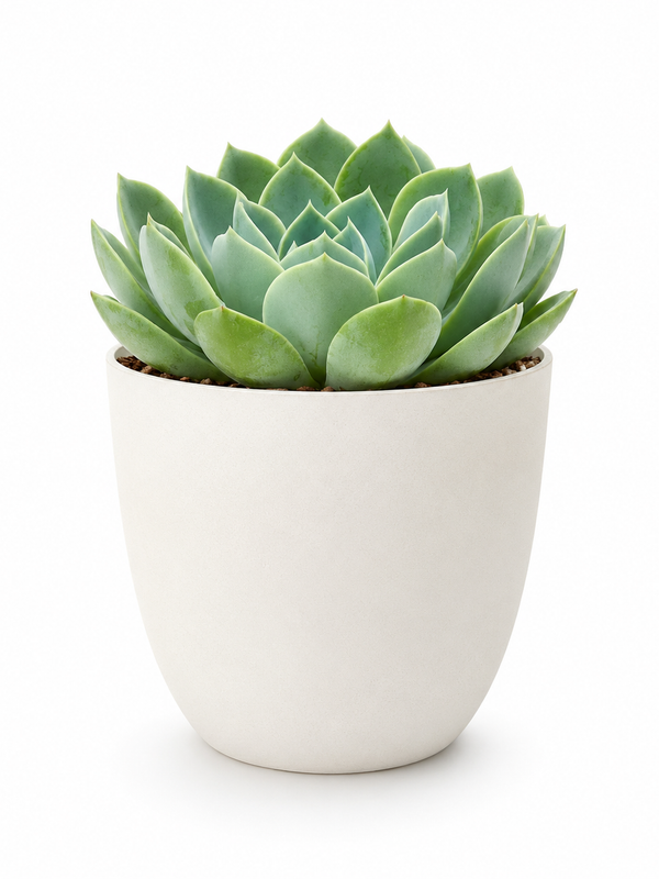 The Alexandra - Indoor Plant