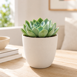 Plant subscription 2