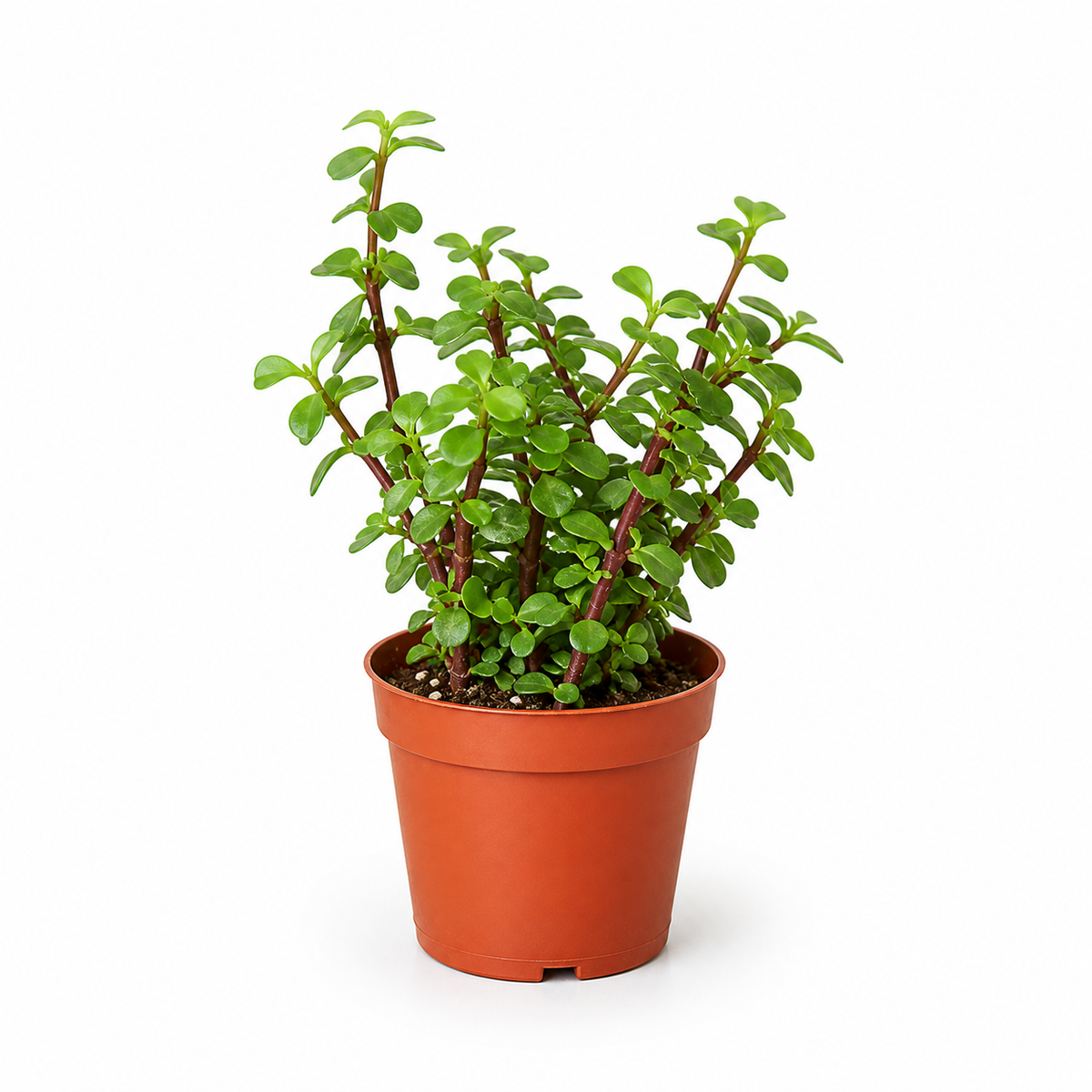 The Casey Succulent - Indoor Plant by ReVased