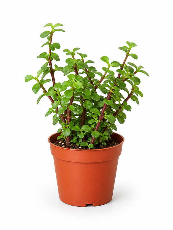 The Casey Succulent - Indoor Plant