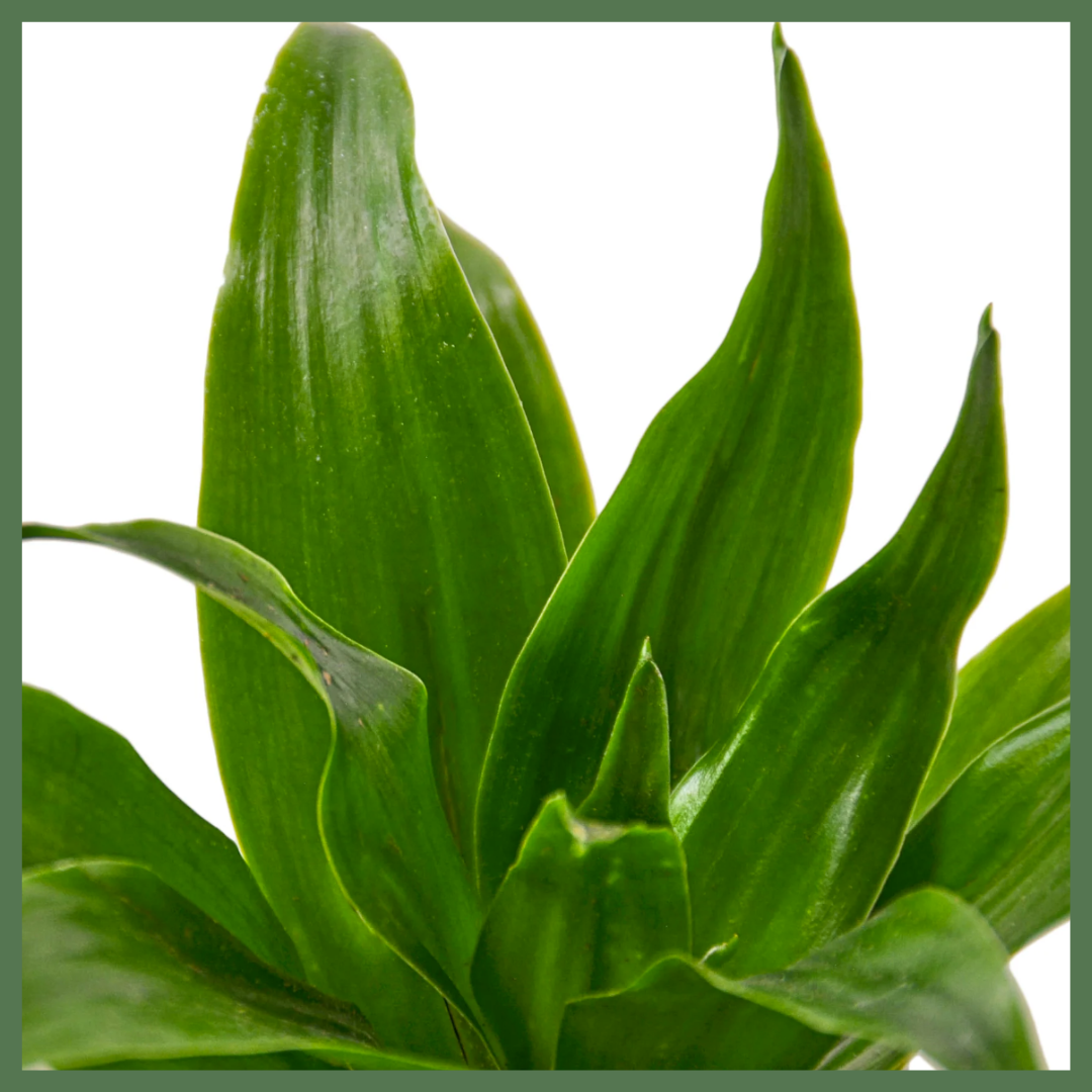 The Enchanted Oasis is a Dracaena Janet Craig Plant, also known as a 