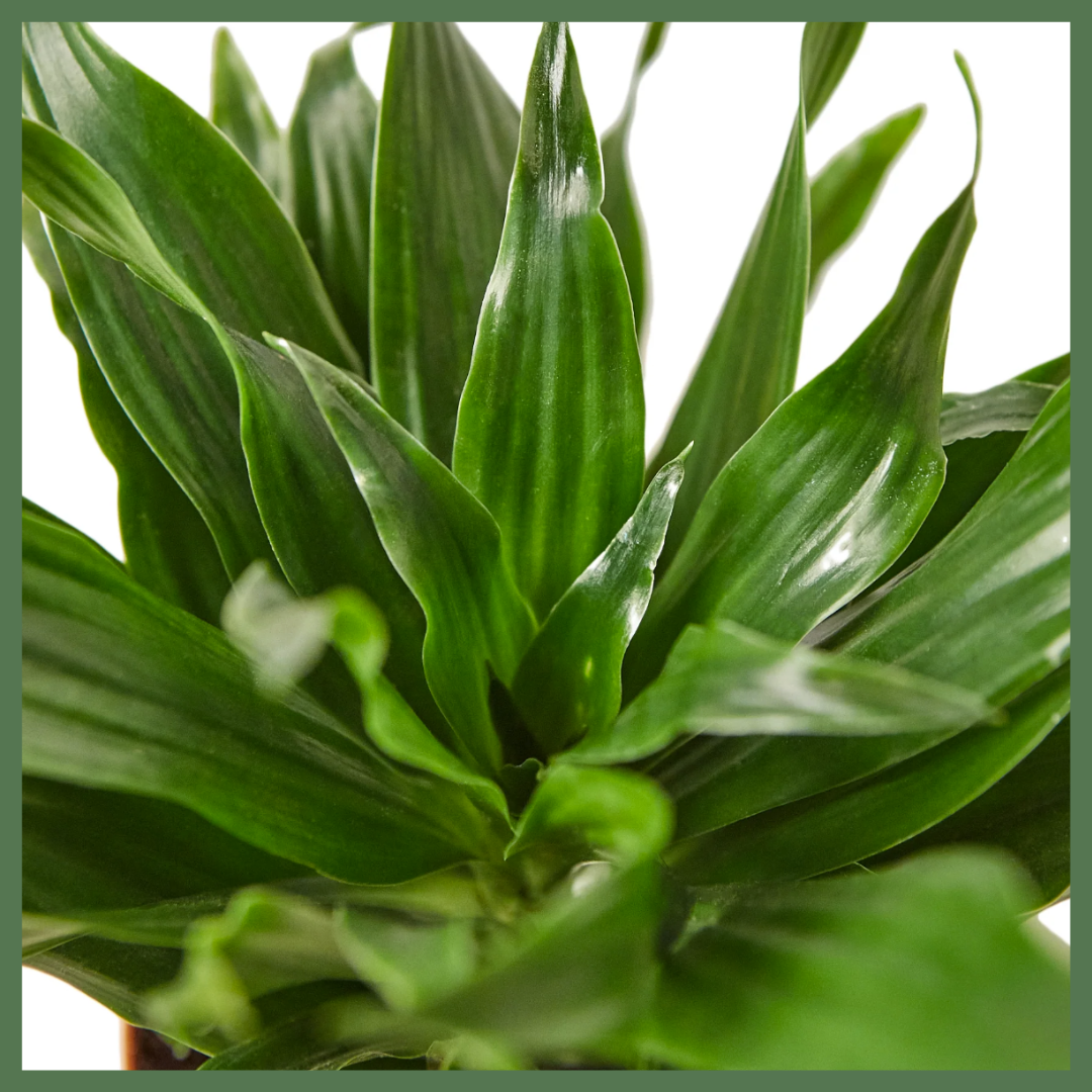 The Enchanted Oasis is a Dracaena Janet Craig Plant, also known as a 
