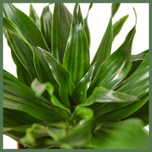 Load image into Gallery viewer, The Enchanted Oasis is a Dracaena Janet Craig Plant, also known as a &quot;Dragon Tree.&quot; She makes a great addition to your home or office (or home office!).
