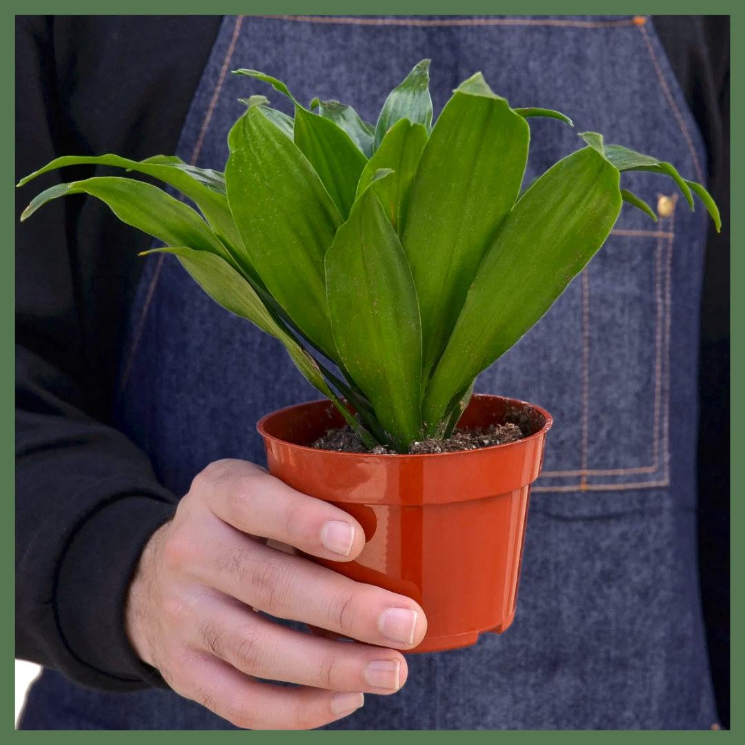 The Enchanted Oasis is a Dracaena Janet Craig Plant, also known as a 