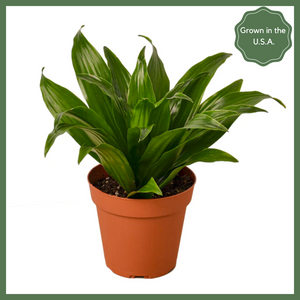 The Enchanted Oasis is a Dracaena Janet Craig Plant, also known as a "Dragon Tree." She makes a great addition to your home or office (or home office!).