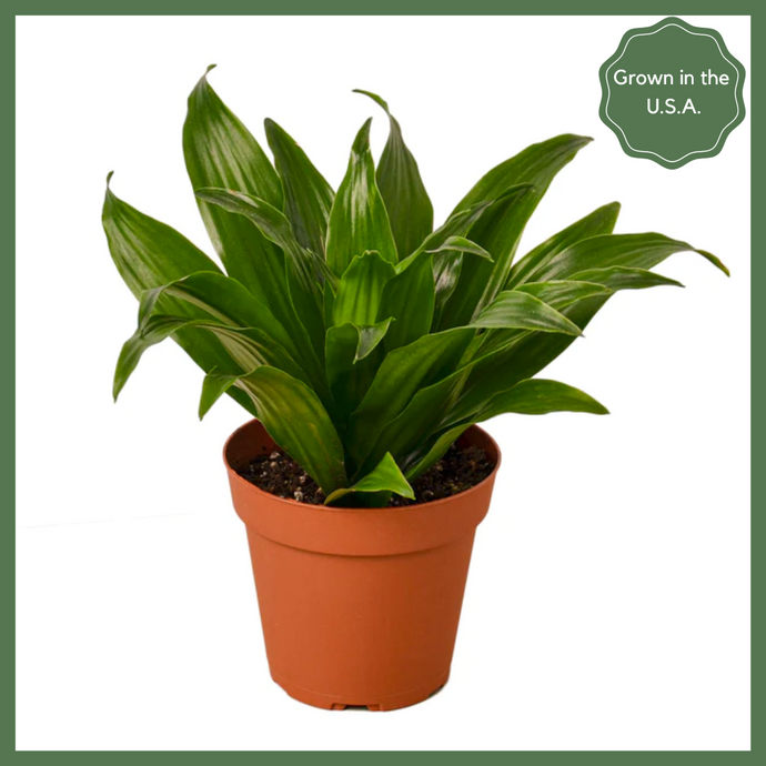 The Enchanted Oasis is a Dracaena Janet Craig Plant, also known as a 