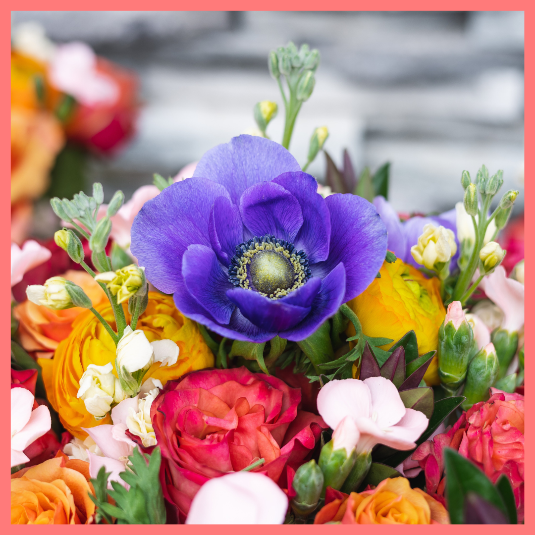 The Feast Your Eyes flower bouquet includes mixed stems of anemones, ranunculus, solomio, stock, hebes, and roses. Please note that as flowers are a live product, colors and varieties may slightly vary from the photos shown to provide you with the freshest and most beautiful bouquet.