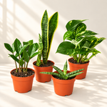 ZZ plant, snake plants and pothos in terracotta nursery pots