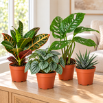 Croton, monstera, peperomia and haworthia in terracotta nursery pots on a wooden console