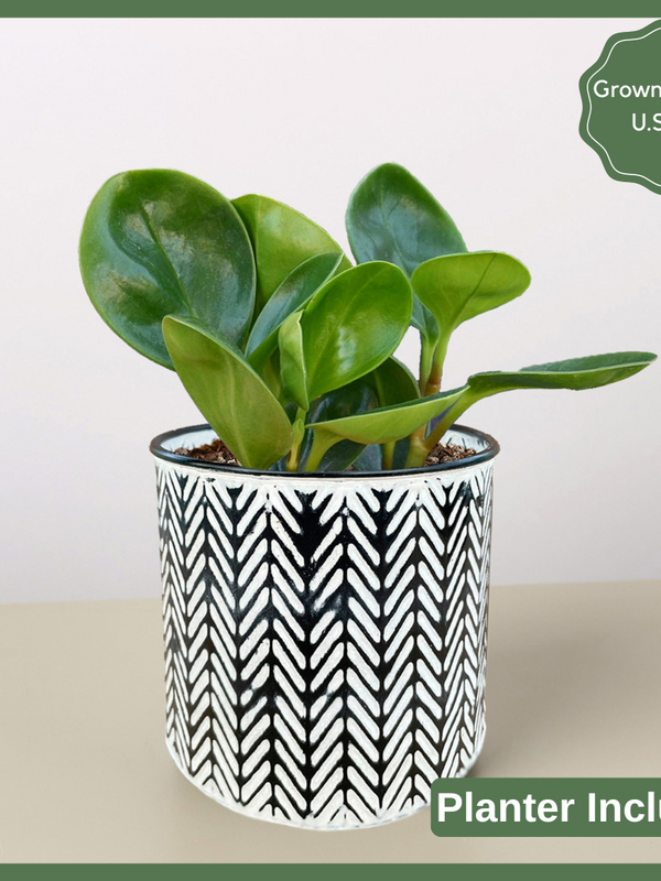 Green Goddess - Indoor Plant