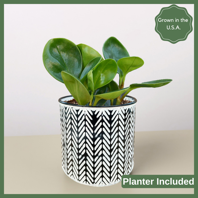 ReVased Green Goddess