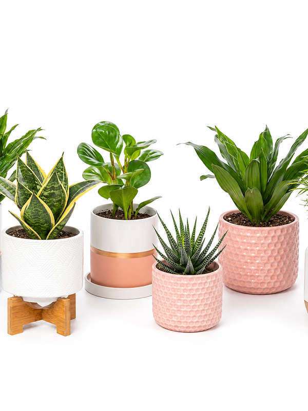 Plant Subscription - 3 Months