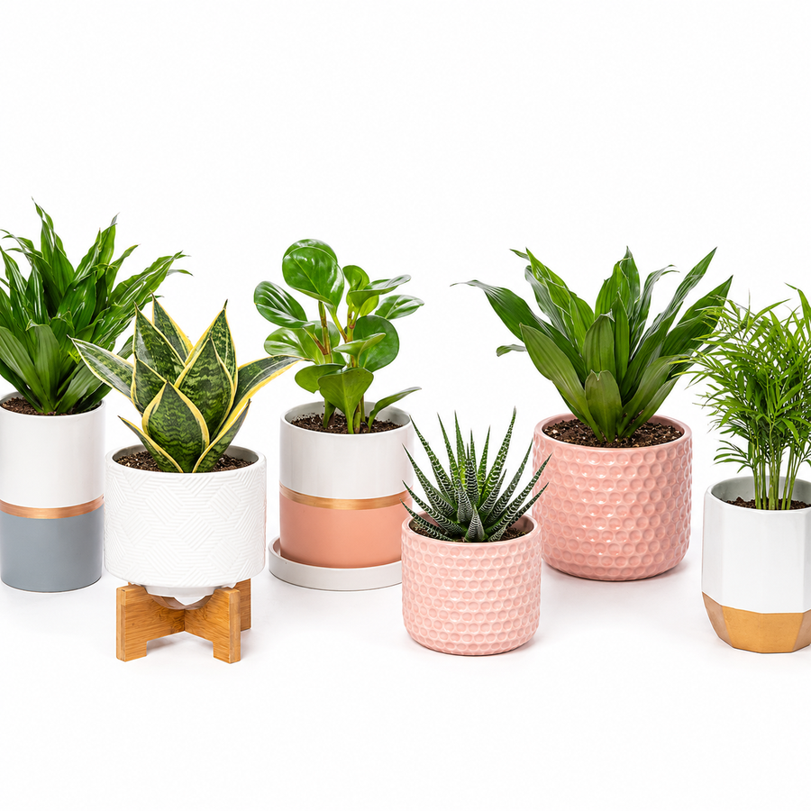 ReVased plant subscription — surprise house plant delivered monthly from sustainable U.S. greenhouses