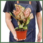 The Lady Valentine - Indoor Plant