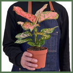 The Lady Valentine - Indoor Plant