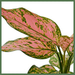 The Lady Valentine - Indoor Plant