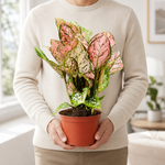 The Lady Valentine - Indoor Plant