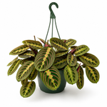 Living on a Prayer (Plant)