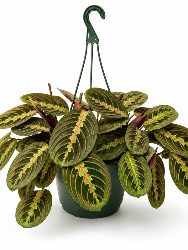 Living on a Prayer (Plant)