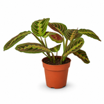 The Danny Maranta Red Prayer - Indoor Plant