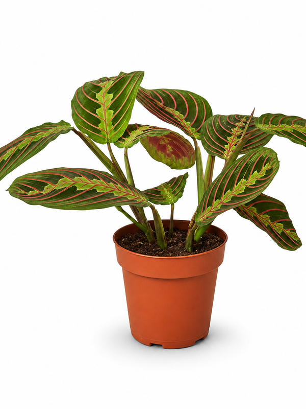 The Danny Maranta Red Prayer - Indoor Plant