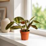 The Danny Maranta Red Prayer - Indoor Plant