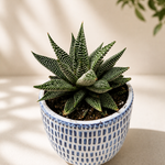 Miami Vibes - Indoor Plant