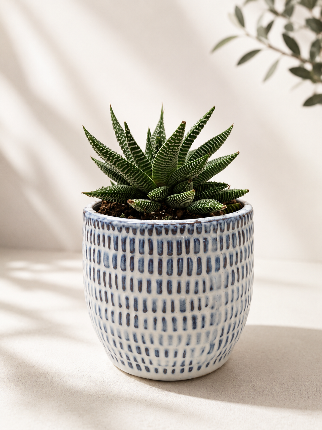 succulent plants miami Miami Vibes