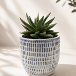 Miami Vibes - Indoor Plant