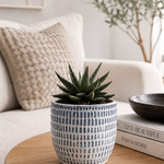 Miami Vibes - Indoor Plant