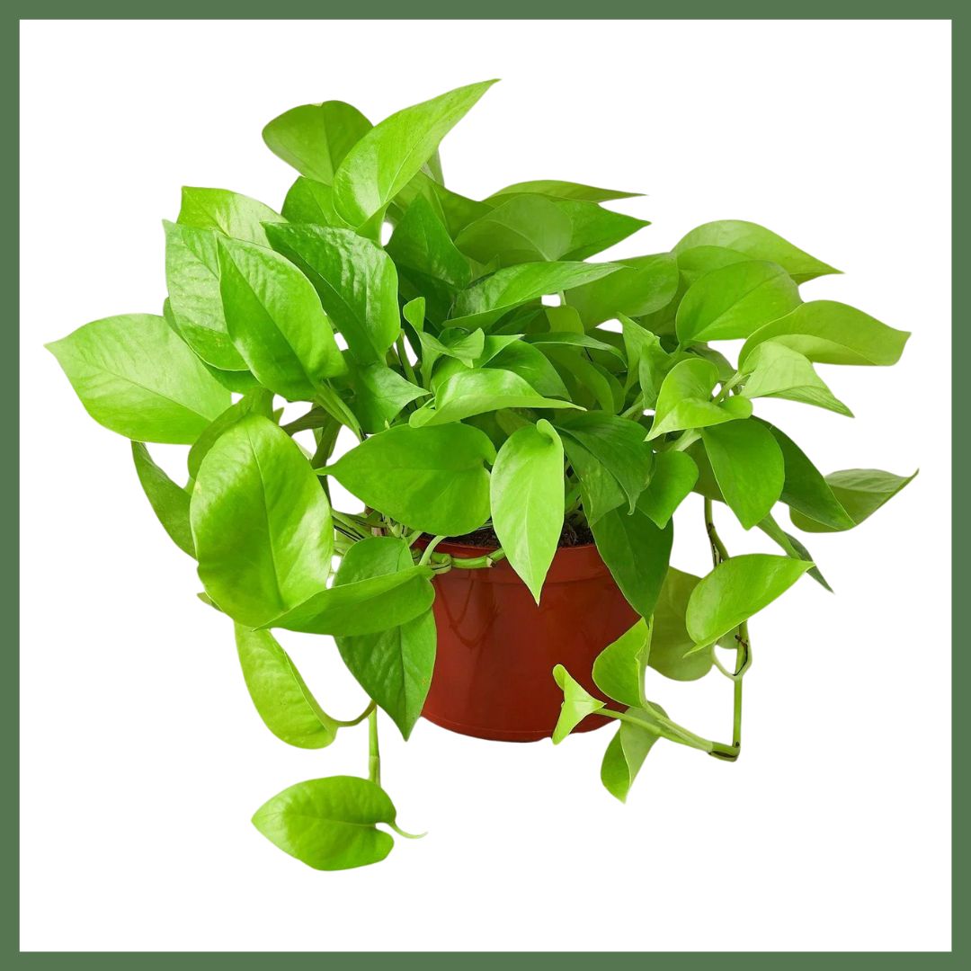 An electrifyingly bright color, the Pothos ‘Neon’ has all of the tough, reliable features houseplant lovers have come to expect from Pothos, but with glowing, neon-green foliage. Place where the vines can fall freely or trail along a shelf for the best effect. A terrific plant to hang, or for tall plant stands where the trailing foliage will create a cascade of foliage over time.