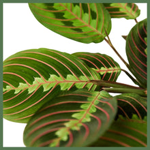 Load image into Gallery viewer, The Maranta Red Prayer Plant is a beautiful, evergreen perennial native to South and Central. This unique plant has a&nbsp;tint of purplish-red on the undersides of the leaves. The plant responds to light, as its leaves are flat during the day to maximize sun intake, and they point upward at night to maintain moisture. Their position at night looks as if they are praying, hence the plant&#39;s name!&nbsp;
