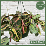 The Maranta Red Prayer Plant is a beautiful, evergreen perennial native to South and Central. This unique plant has a&nbsp;tint of purplish-red on the undersides of the leaves. The plant responds to light, as its leaves are flat during the day to maximize sun intake, and they point upward at night to maintain moisture. Their position at night looks as if they are praying, hence the plant's name!&nbsp;